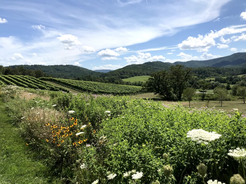 Winery in Shenandoah Valley, VA