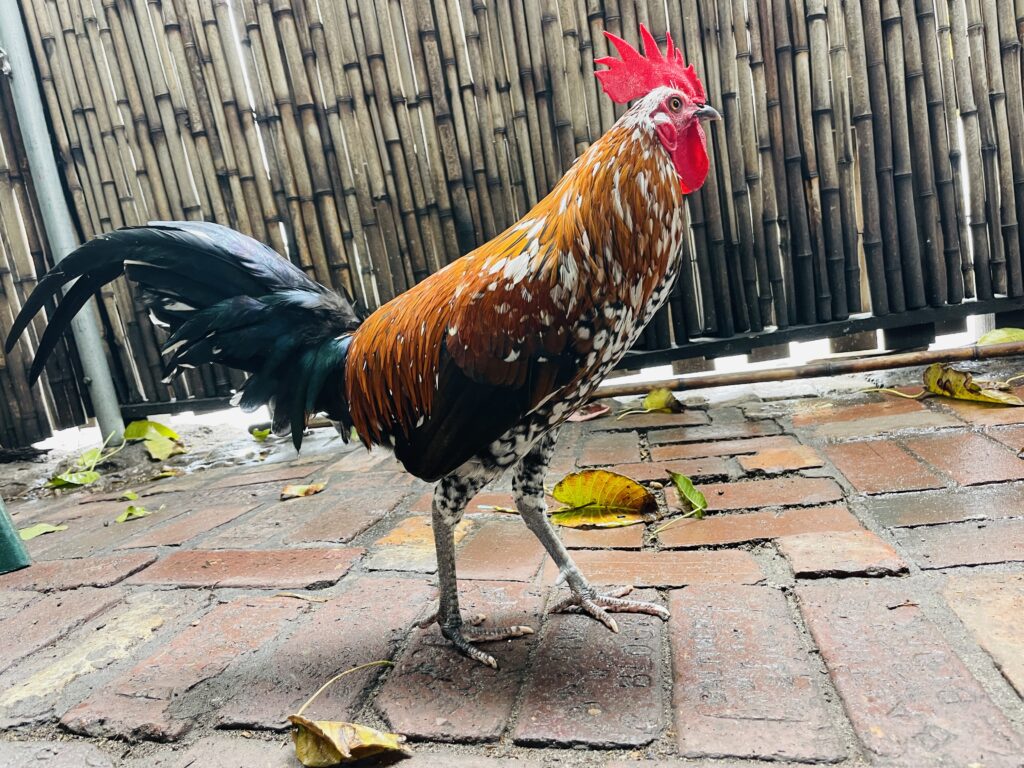Key West is famous for its roaming chickens