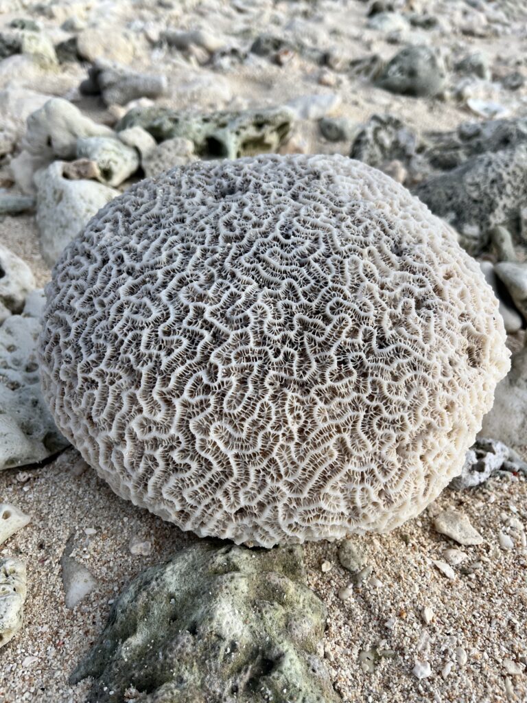 Coral on Lady Musgrave Island